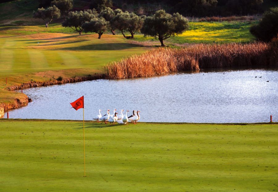 Red flag on the putting green at Montecastillo golf course