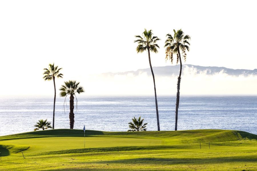 Tall thin palm trees at Costa Adeje golf course in Tenerife