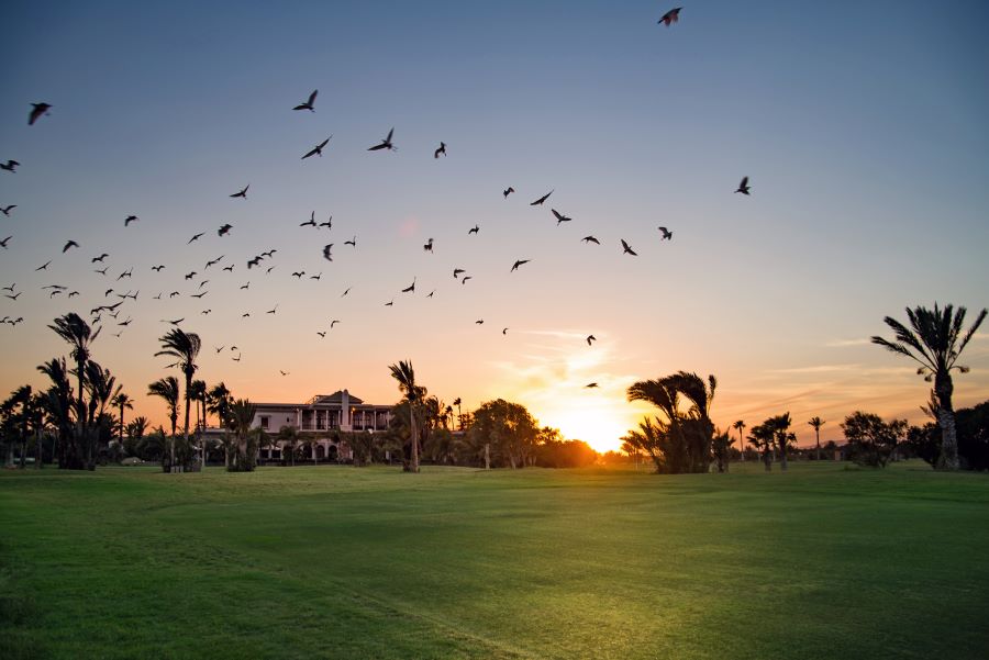 Birds flying above the green fairway at Golf Club Palmeraie Rotana