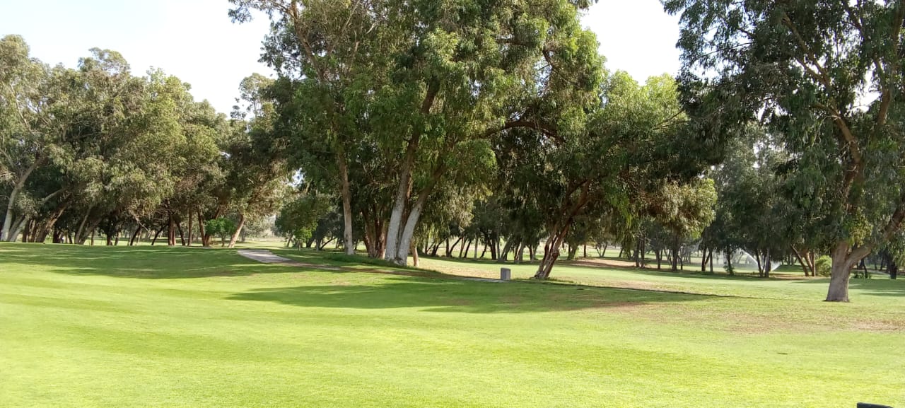 Trees surrounding the green at Agadir's Golf De L'Ocean course