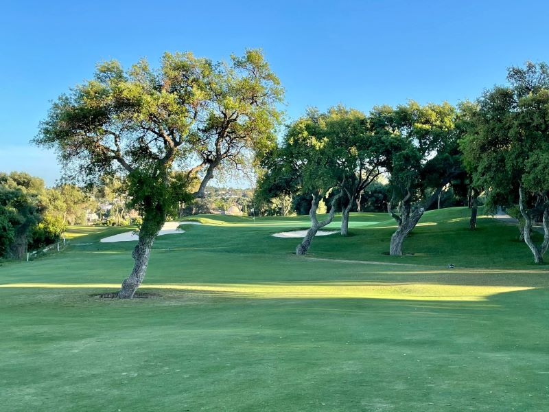 Two trees and blue sky at La Canada Golf in Sotogrande, Spain