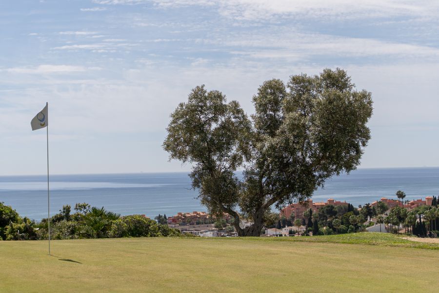 Trees overhanging the fairways at La Duquesa Golf Club