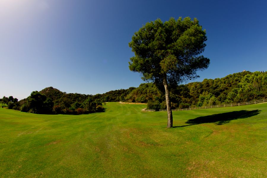 Large green tree in front of blue sky on the fairway at Los Arqueros Golf & Country Club