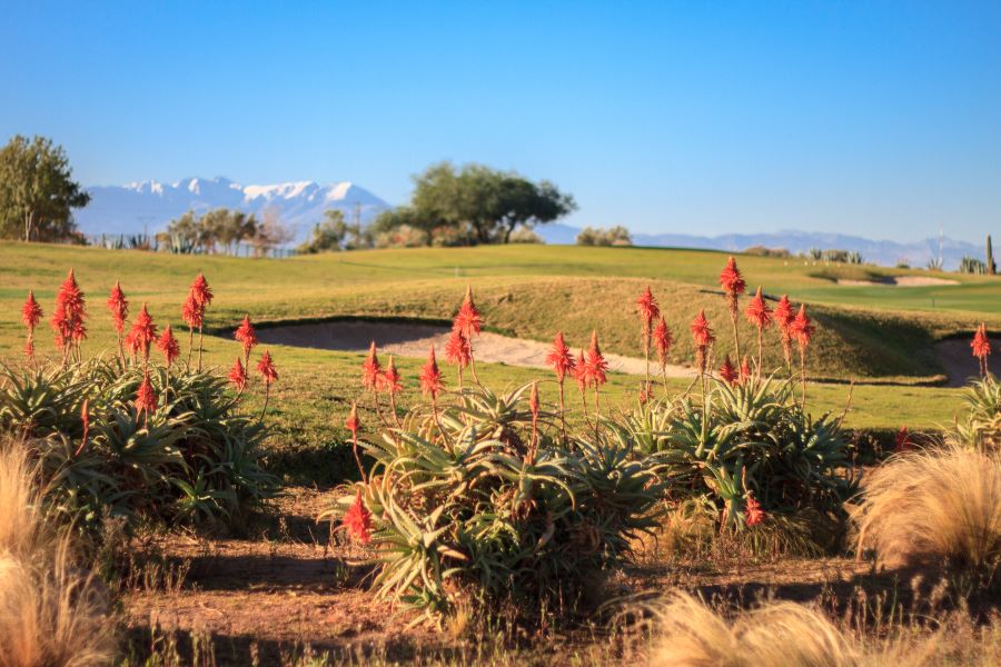 Red plants with golf course in background at Samanah Golf in Marrakech