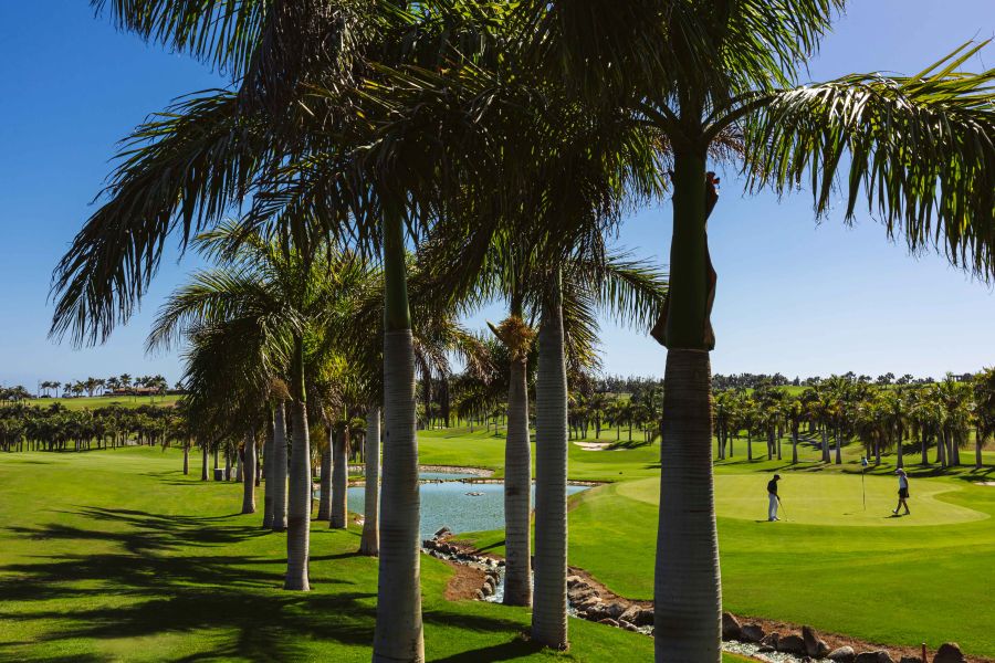 Palm trees in the middle of the golf course at Lopesan Meloneras