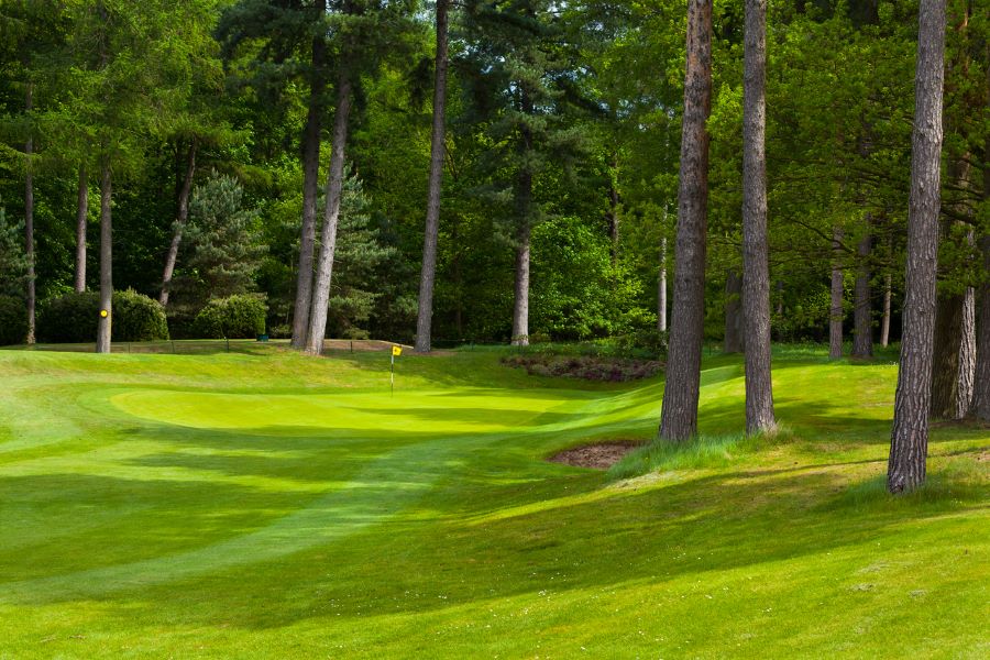 Green trees behind the putting green at Forest Pines Hotel, Spa And Golf Resort