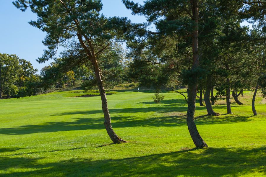 Two trees on the golf course with green leaves at Slaley Hall Hotel, Spa And Golf Resort