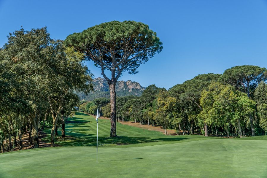 Large green tree behind putting green, with blue sky overhead at Club de Golf Costa Brava