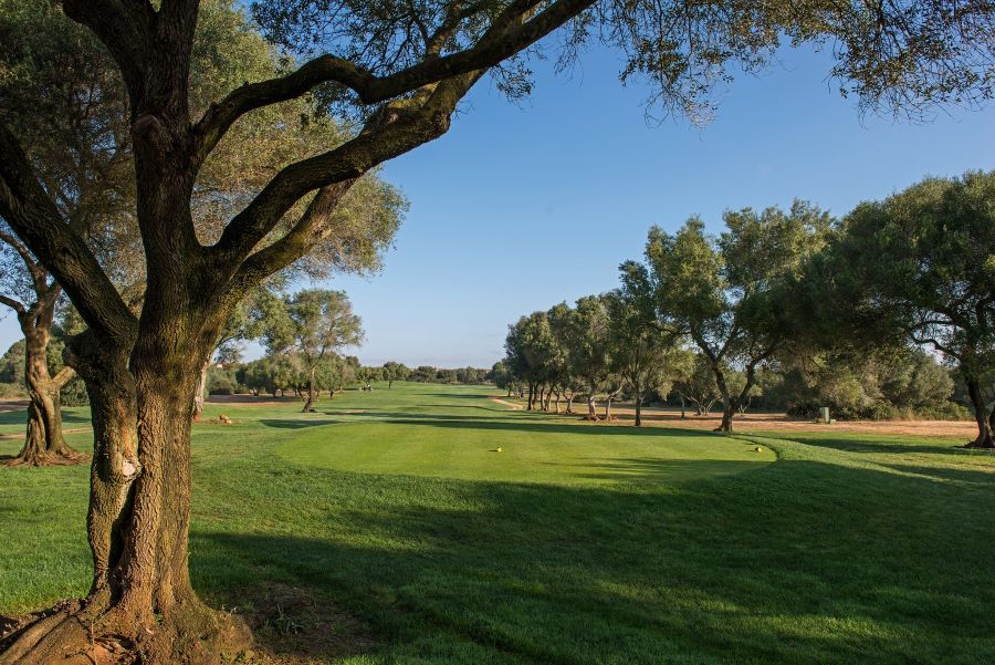 Tree overhanging onto the golf course at Son Antem East Golf Course