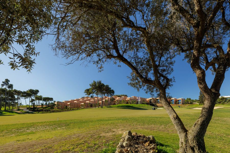 Tree before the golf course at Palmares Signature Apartments